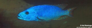 Tyrannochromis nigriventer &#39;Lundu&#39;
