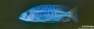 Tyrannochromis nigriventer &#39;Magunga&#39;
