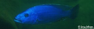Tyrannochromis nigriventer &#39;Maleri Island&#39;