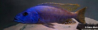 Tyrannochromis nigriventer &#39;Matema&#39;