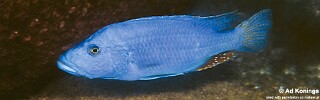 Tyrannochromis nigriventer &#39;Ndumbi Rocks&#39;