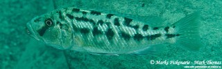 Tyrannochromis nigriventer &#39;Ngwasi&#39;