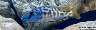 Tyrannochromis nigriventer &#39;Nkhata Bay&#39;