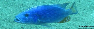 Tyrannochromis nigriventer &#39;Taiwanee Reef&#39;