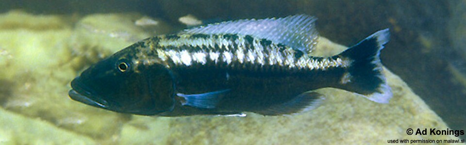 Tyrannochromis polyodon 'Nakantenga Island'