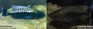 Tyrannochromis polyodon Tyrannochromis macrostoma