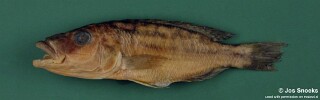 Tyrannochromis sp. &#39;macrostoma short pedicel&#39;