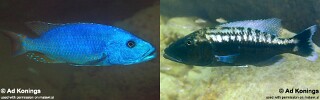 Tyrannochromis