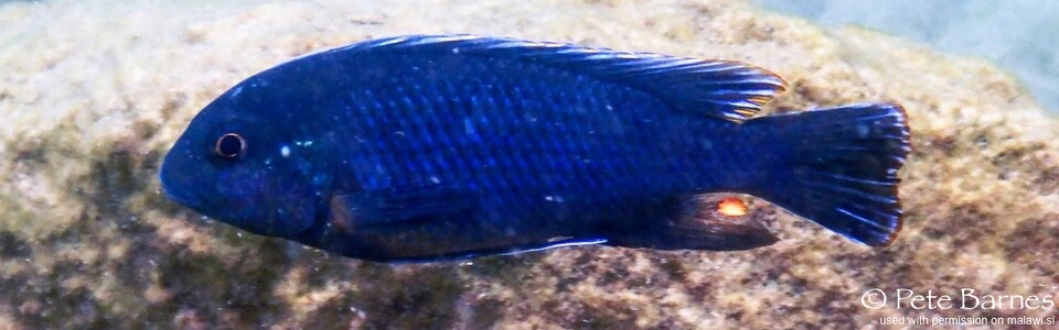 Pseudotropheus sp. 'lucerna blue mozambique' Border