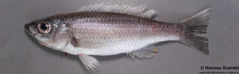 Diplotaxodon limnothrissa 'Cape Maclear'