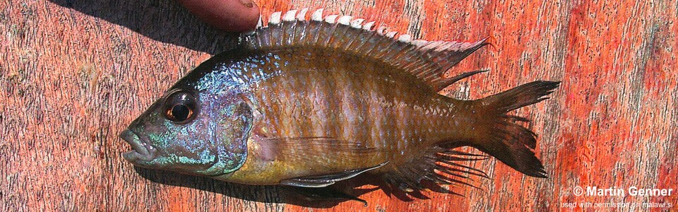 Placidochromis sp. 'blue-head piper' Chembe Beach