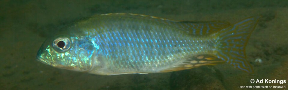 Tramitichromis sp. 'chembe shallow' Chembe Beach