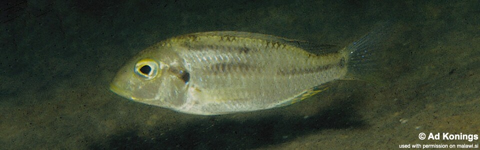 Tramitichromis trilineatus 'Chembe Beach'