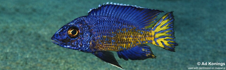 Aulonocara stuartgranti 'Chesese'