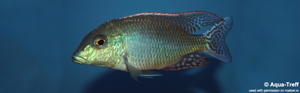 Lethrinops oculatus 'Chesese'
