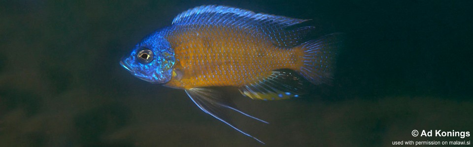 Copadichromis borleyi 'Chidunga Rocks'