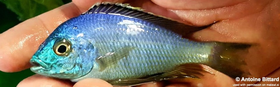 Copadichromis insularis 'Chidunga'