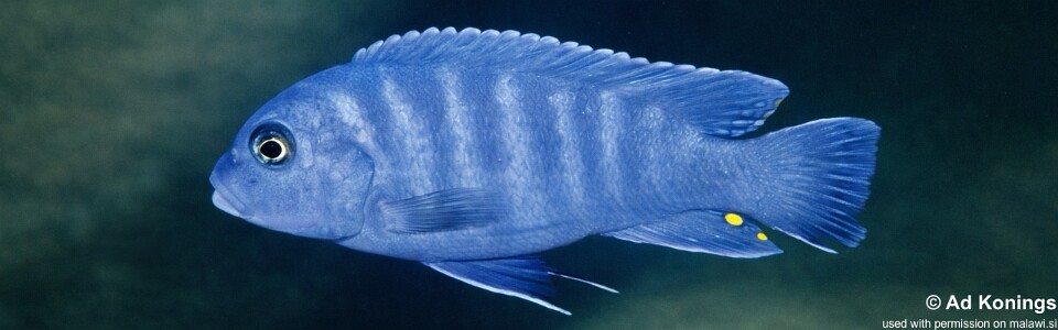 Maylandia xanstomachus 'Chidunga Rocks'<br><font color=gray>Metriaclima xanstomachus 'Chidunga Rocks'</font> 