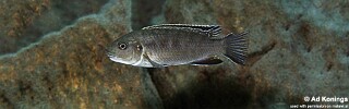 Gephyrochromis sp. 'zebroides' Chilolelo.jpg
