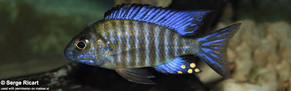 Aulonocara ethelwynnae 'Chilumba Bay'