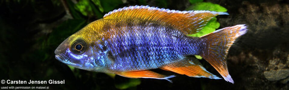 Aulonocara jacobfreibergi 'Chilumba Bay'