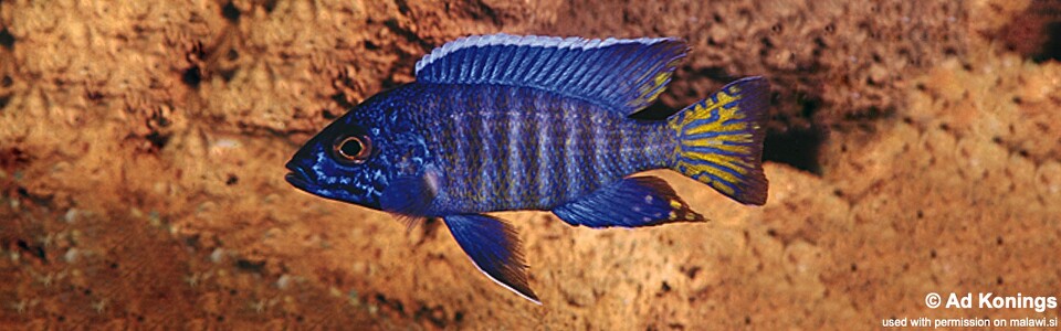 Aulonocara stuartgranti 'Chilumba Bay'