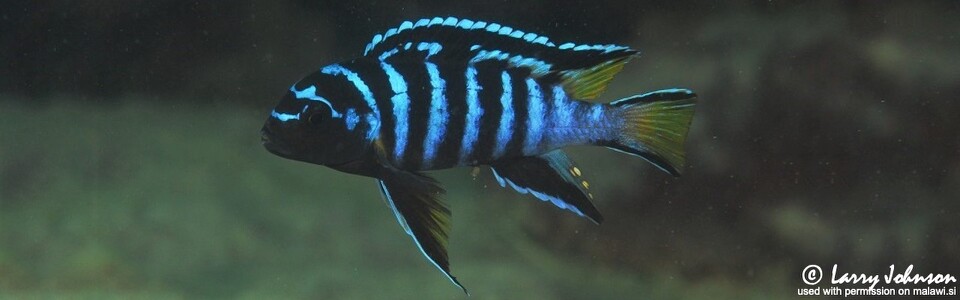Chindongo sp. 'elongatus mphanga' Chilumba Bay