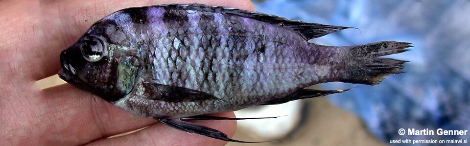 Cynotilapia sp. 'chilumba deep' Chilumba Bay