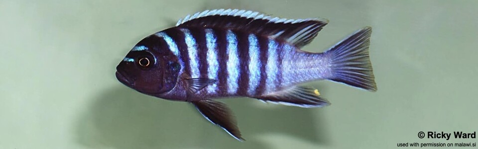 Cynotilapia zebroides 'Chilumba Bay'