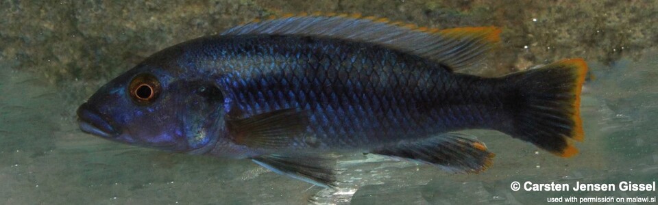Melanochromis mpoto 'Chilumba Bay'