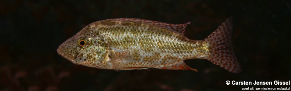 Nimbochromis polystigma 'Chilumba Bay'