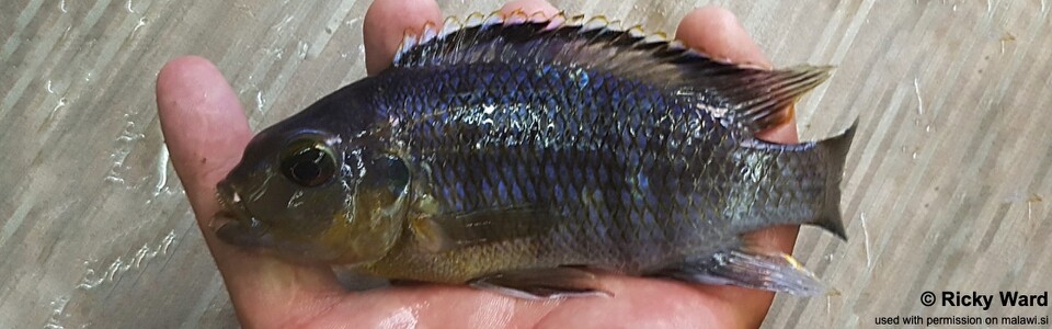 Petrotilapia genalutea 'Chilumba Bay'