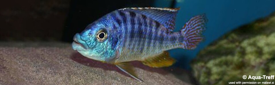 Protomelas ornatus 'Chilumba Bay'