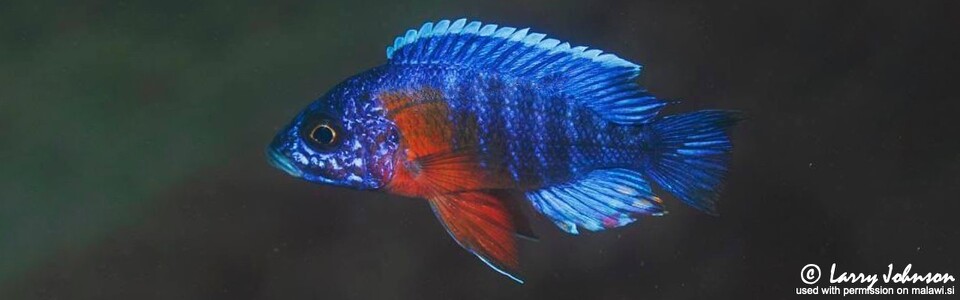 Aulonocara stuartgranti 'Chimwalani (Eccles) Reef' - Aulonocara hansbaenschi 'Chimwalani (Eccles) Reef'