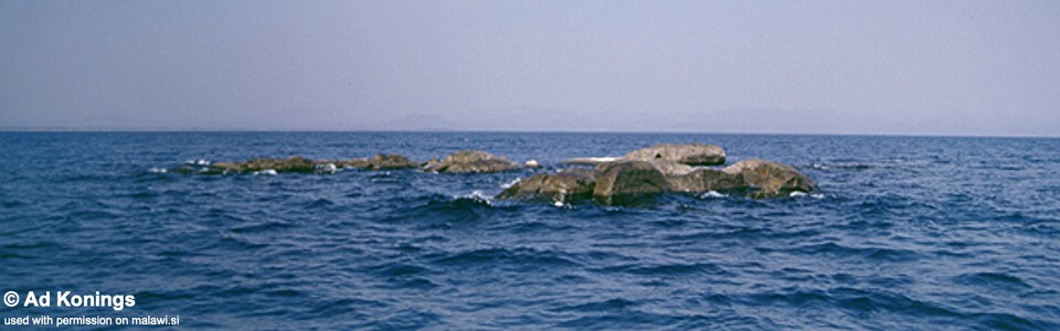 Chimwalani (Eccles) Reef, Lake Malawi, Malawi