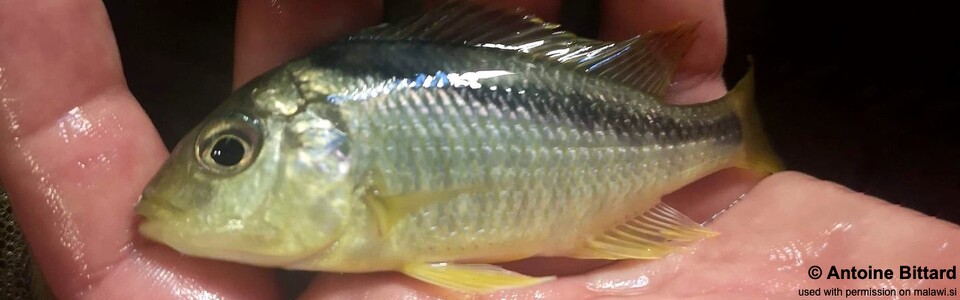 Mylochromis melanonotus 'Chimwalani (Eccles) Reef'