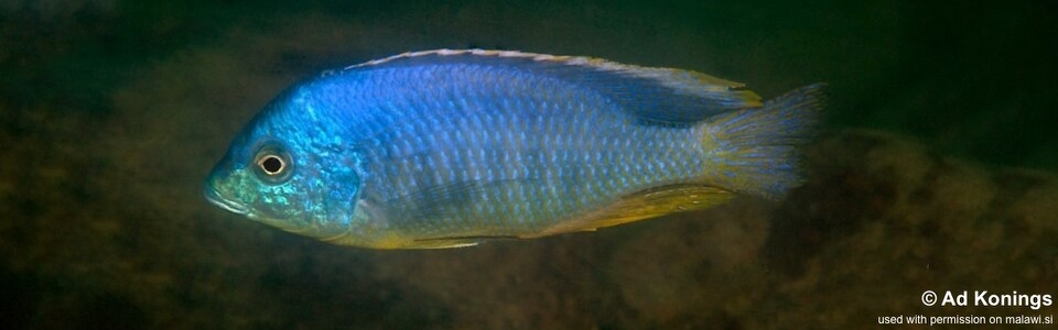 Mylochromis mollis 'Chimwalani (Eccles) Reef'