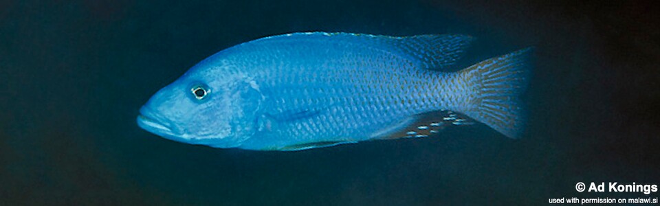 Tyrannochromis nigriventer 'Chimwalani (Eccles) Reef'