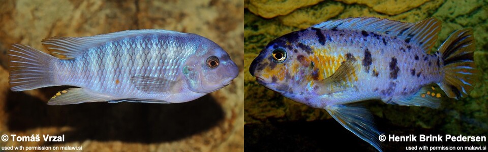 Labeotropheus fuelleborni 'Chimwalani Reef (Eccles Reef)'
