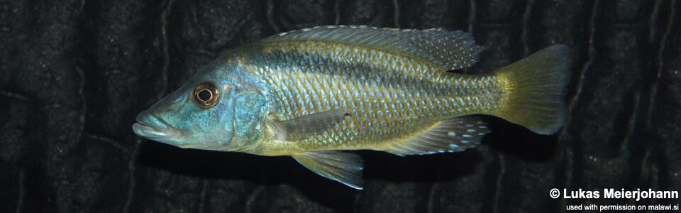 Mylochromis lateristriga 'Chimwalani Reef (Eccles Reef)'
