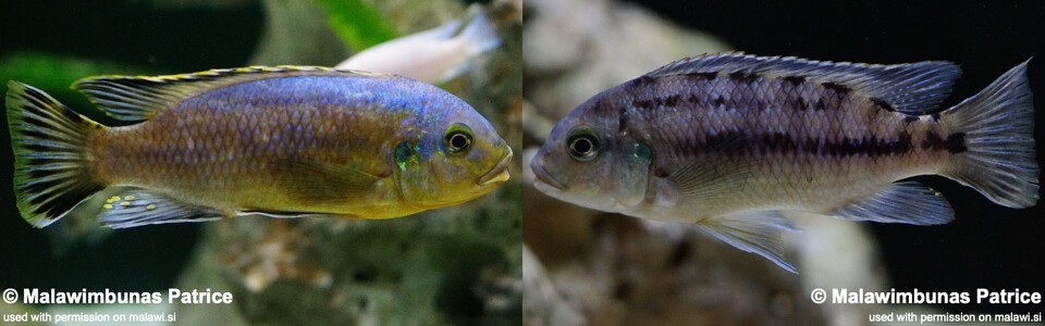 Petrotilapia genalutea 'Chimwalani Reef (Eccles Reef)'