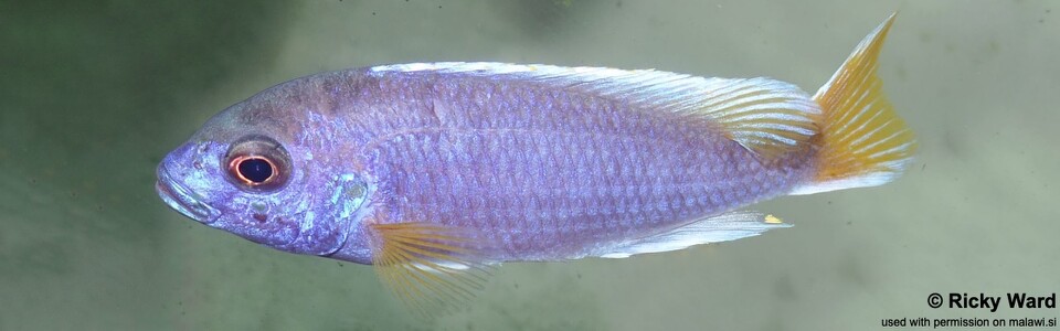 Pseudotropheus sp. 'acei' Chimwalani Reef (Eccles Reef)