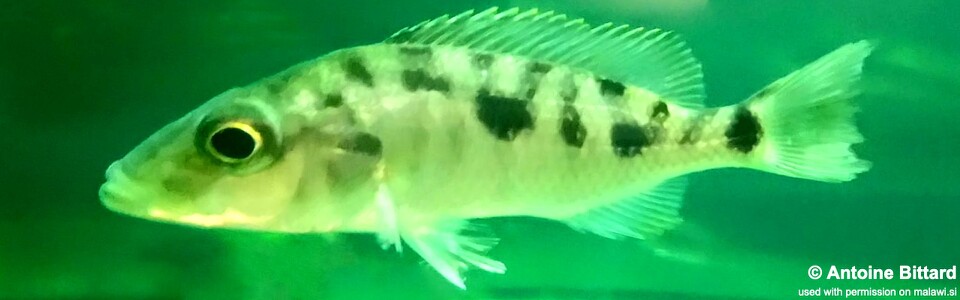 Stigmatochromis woodi 'Chimwalani Reef (Eccles Reef)'