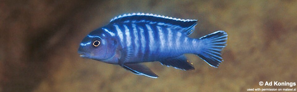 Tropheops kamtambo 'Chimwalani Reef (Eccles Reef)'