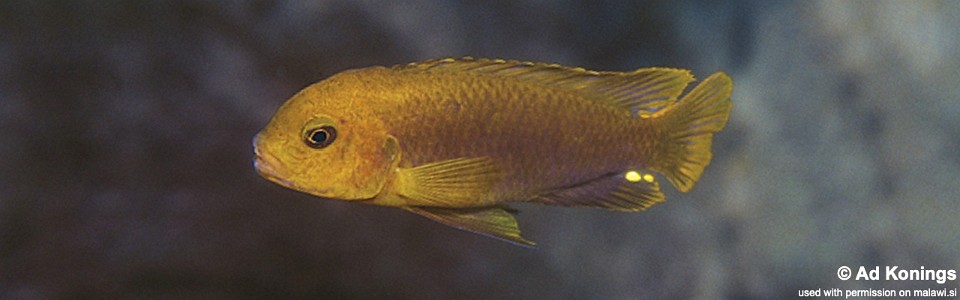 Iodotropheus sprengerae 'Chinyamwezi Island'