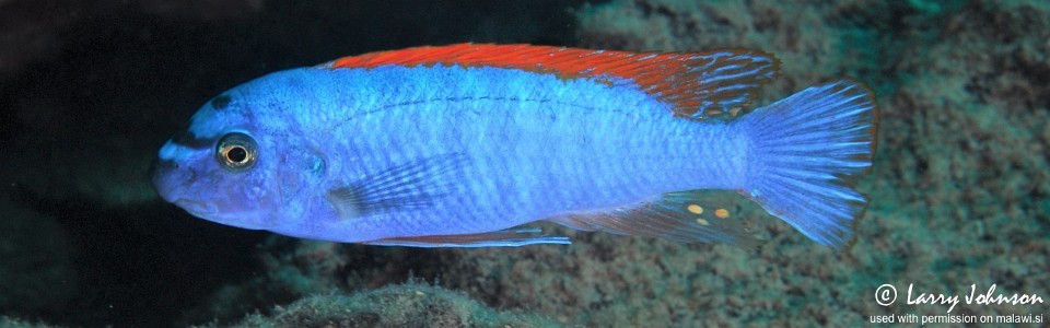 Labeotropheus trewavasae 'Chinyamwezi Island'