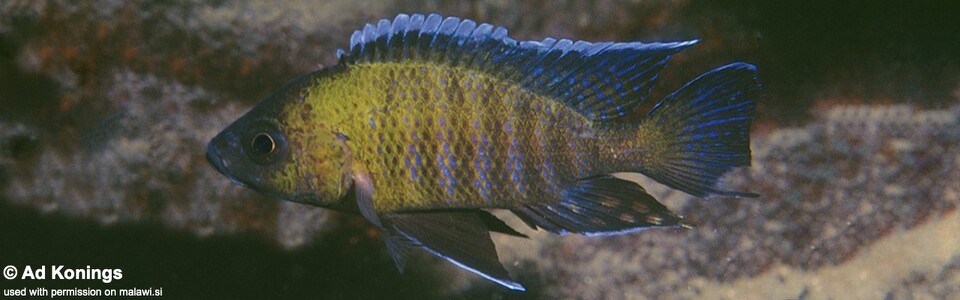 Aulonocara sp. 'trematocranus masinje' Chiofu