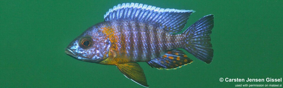 Aulonocara stuartgranti 'Chiofu'
