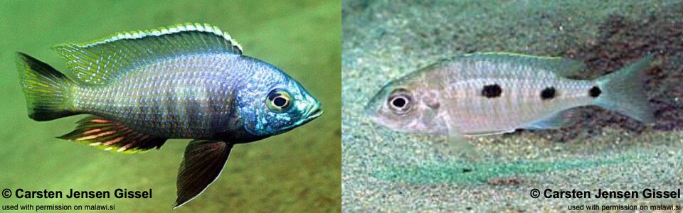 Copadichromis atripinnis 'Chiofu'