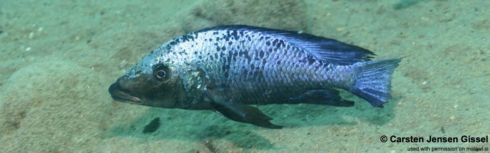 Fossorochromis rostratus 'Chiofu'